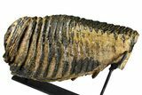 Woolly Mammoth Lower M Molar with Stand - North Sea Deposits #370335-1